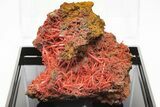 Bright Orange Crocoite Crystal Cluster - Tasmania #206925-1
